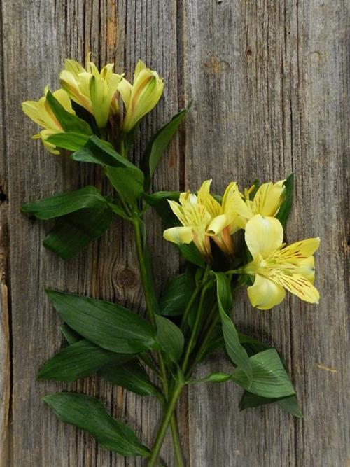 YELLOW ALSTROEMERIA